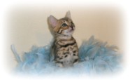 Bengal kittens for sale Devon
